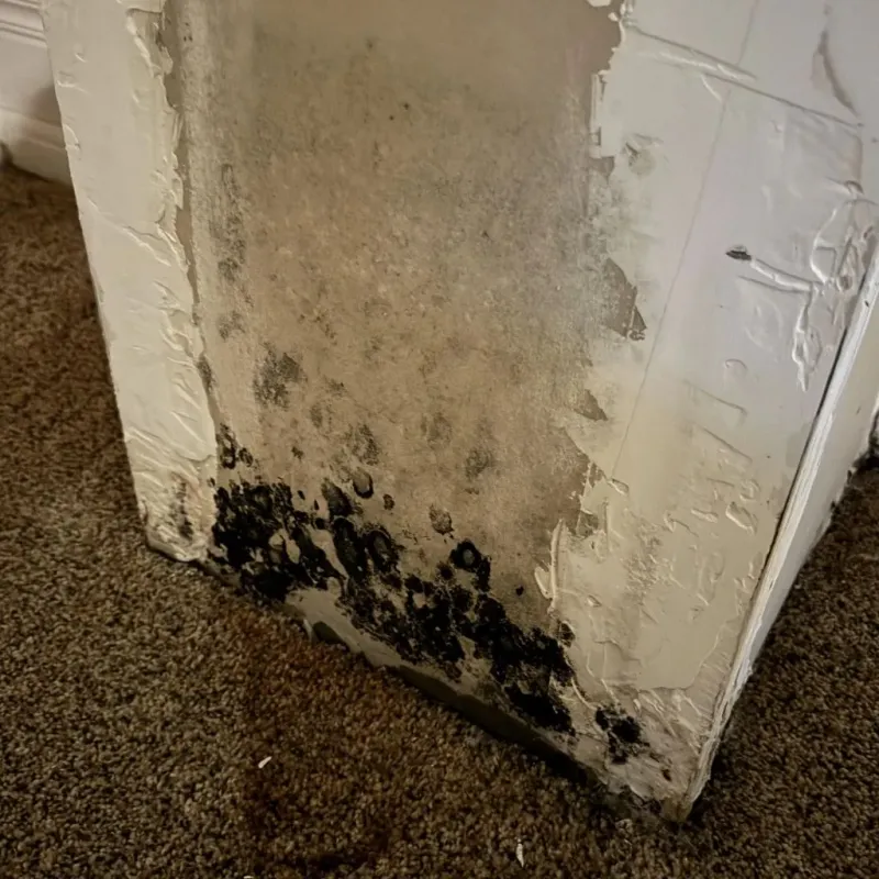 Professional Mold Removal in Walhalla, SC
